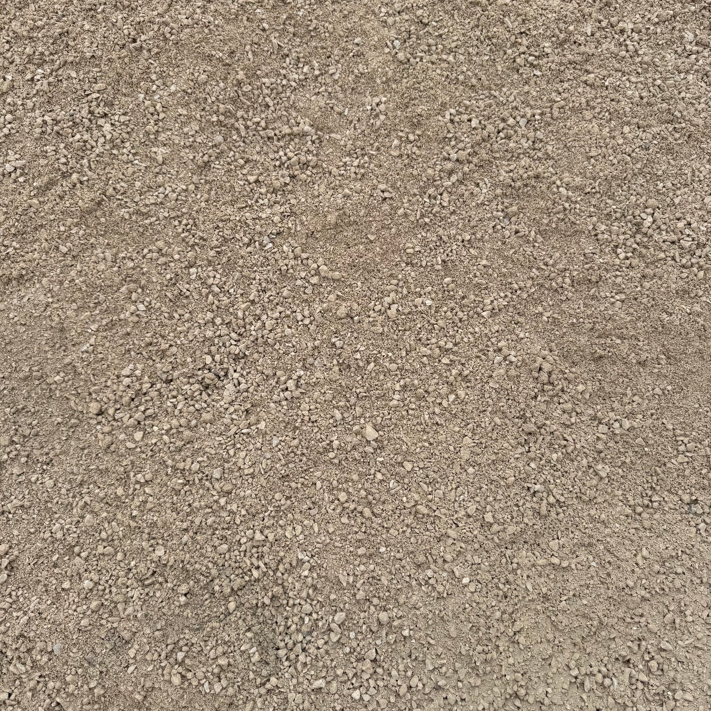 Chat Desert Pearl